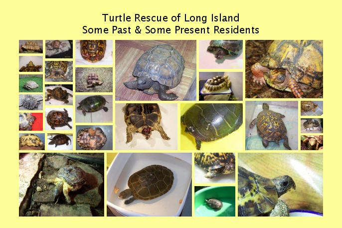 rescue pictures