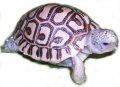 Jane Nocoll's Leopard tortoise
                            hatchling