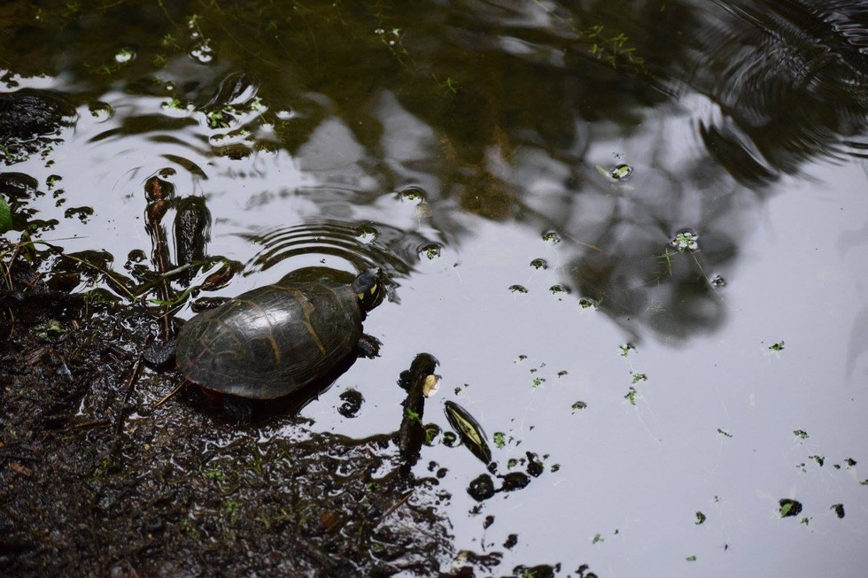 painted turtle