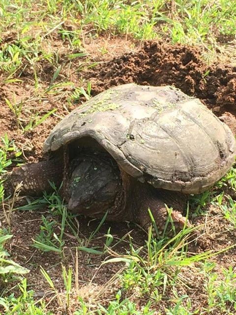 snapper