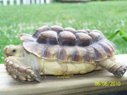 sulcata