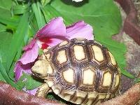 sulcata