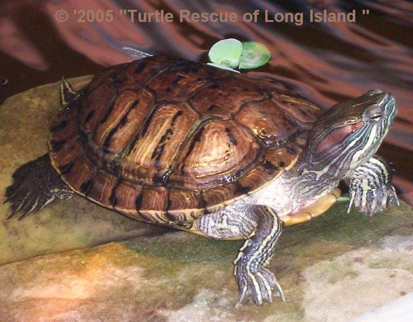 Спячка черепахи в домашних условиях. Красноухая черепашка в спячке. Красноухая черепаха в спячке. Красноухие черепахи впадают в спячку. Спячка у красноухих черепах.